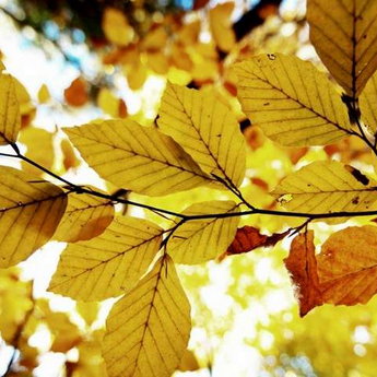 Осіннє листя, Карпати