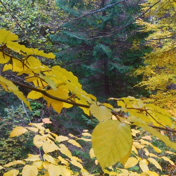 Карпатський ліс в жовтні, барви осені