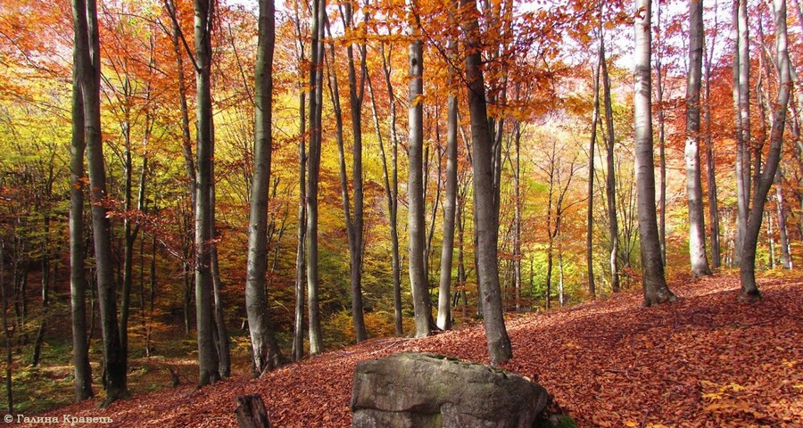 Опале листя в карпатському лісі, Славське