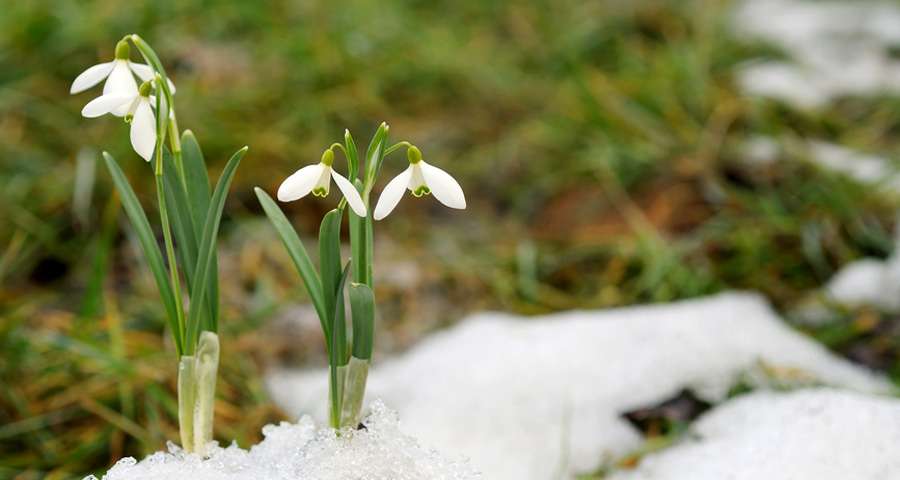 Carpathian spring, snowdrops