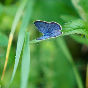 Природа Карпат влітку. Красиві картинки з метеликами
