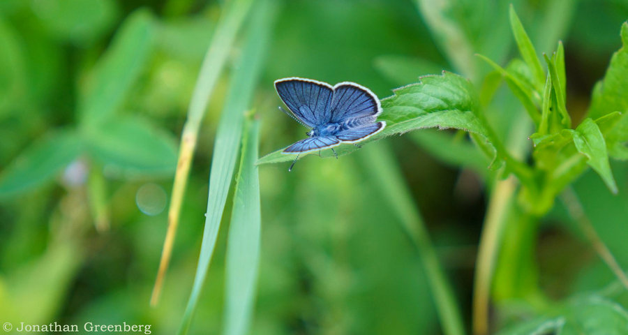 Природа Карпат влітку. Красиві картинки з метеликами