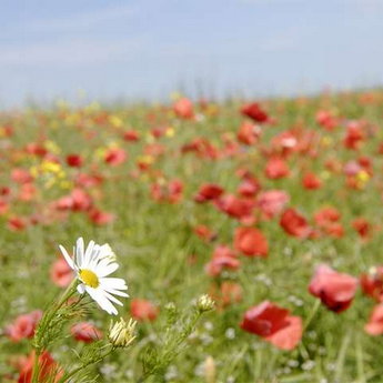 Summer flowering field in the Carpathians, poppies