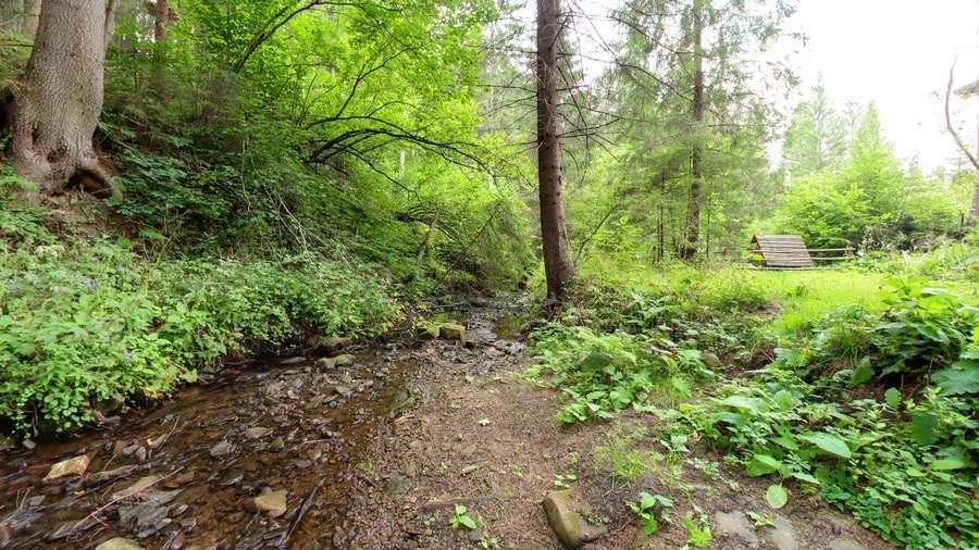 Carpathian forest in summer