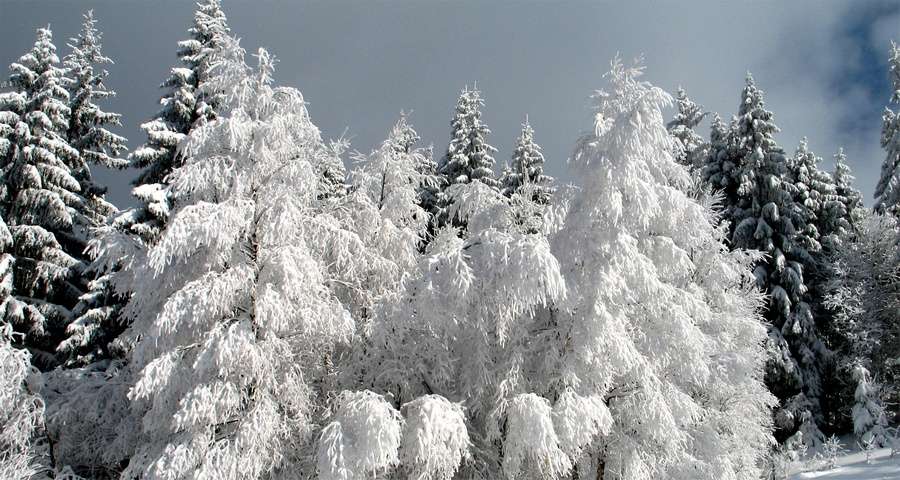 Winter carpathians nature