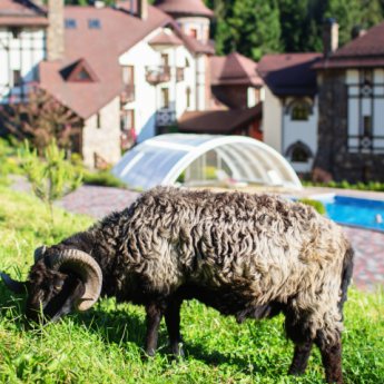 Sheep grazing on the lawn. Summer 2018 in the Carpathians