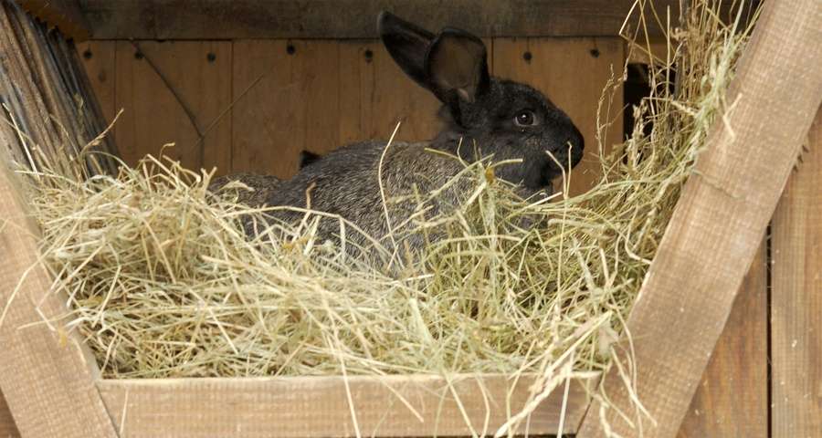 Rabbit in the hay, Vezha Vedmezha