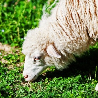 sheep, mini-farm in the Carpathians