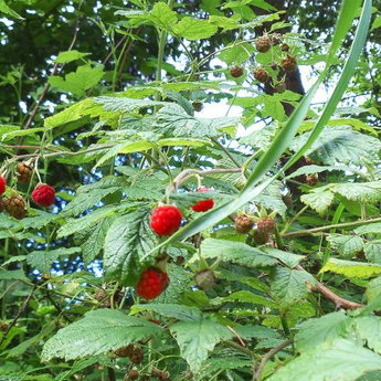 Wild raspberries forest in Carpathians