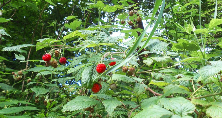 Wild raspberries forest in Carpathians