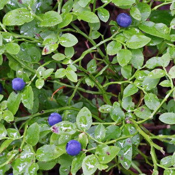 Picking Carpathian blueberries and other berries
