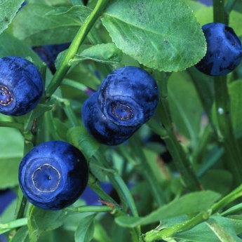 Blueberries in the Carpathians