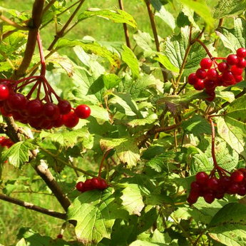 Autumn viburnum berries in the Carpathians