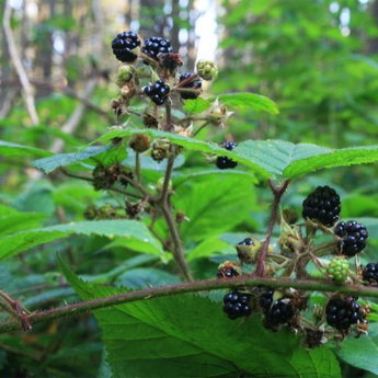 Carpathian Forest gathering blackberries and other berries