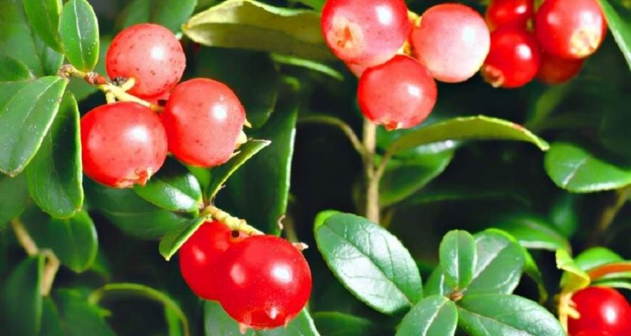 Cranberry, Picking wild berries