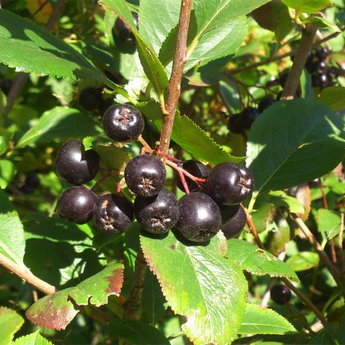 Black berries, Carpathians Slavskoe