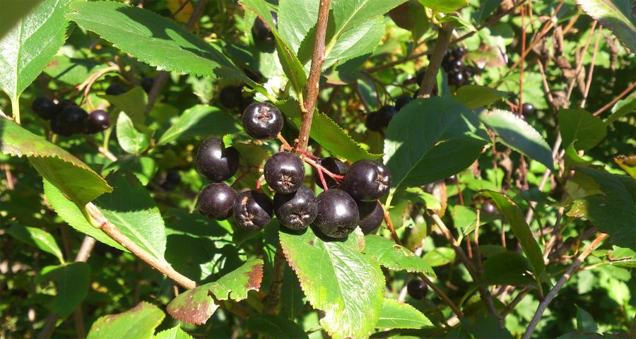 Black berries, Carpathians Slavskoe