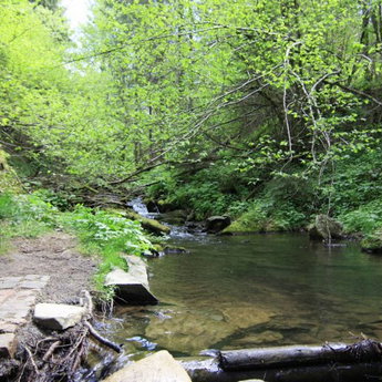 Calm leisure near forest stream, Ukraine