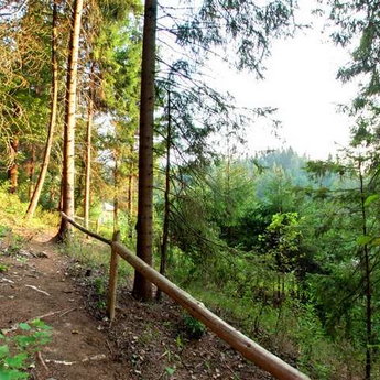 Bear trail, Carpathians Summer