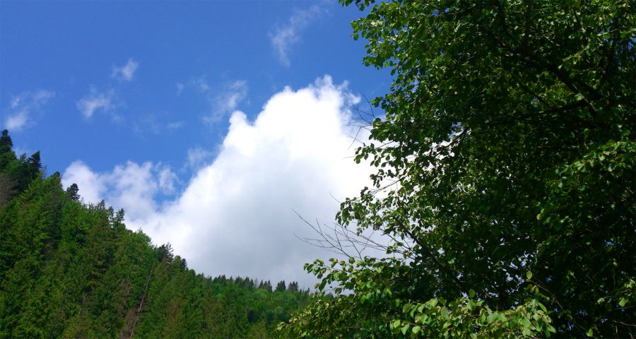 Bear footpath, trident in the Carpathians