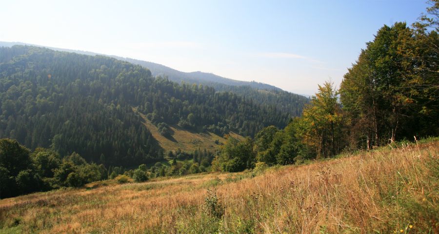 Bear trail, Carpathians Summer