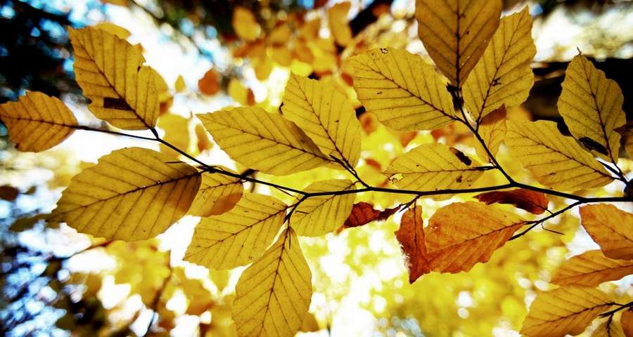 Осіннє листя, Карпати