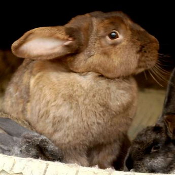 Rabbits and other animals give children a lot of vivid emotions