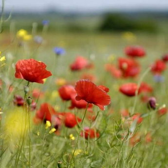 Poppies - Carpathian flowers