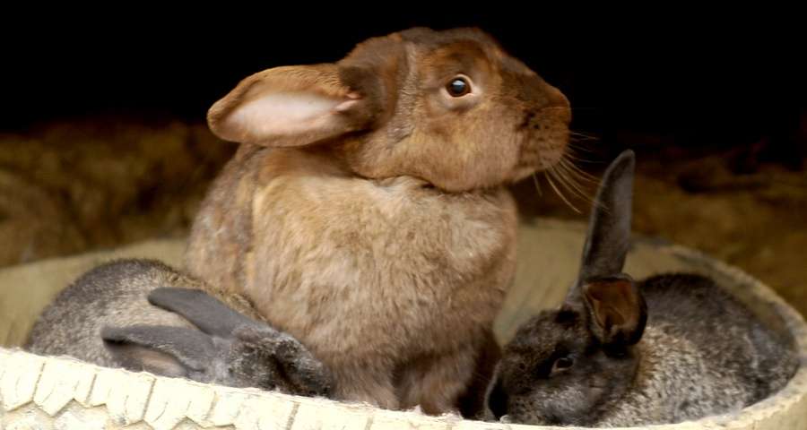 Кролиця з кроленятами, міні-ферма Вежі Ведмежої