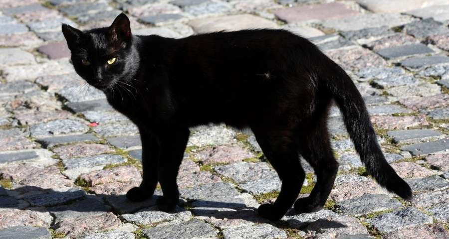 Чорна кішка, Вежа Ведмежа