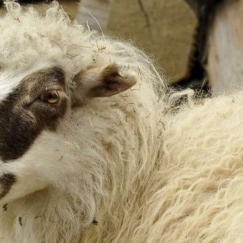 Вівця, міні-ферма в Карпатах