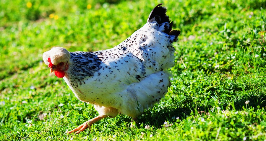 Hen, mini-farm in the Carpathians