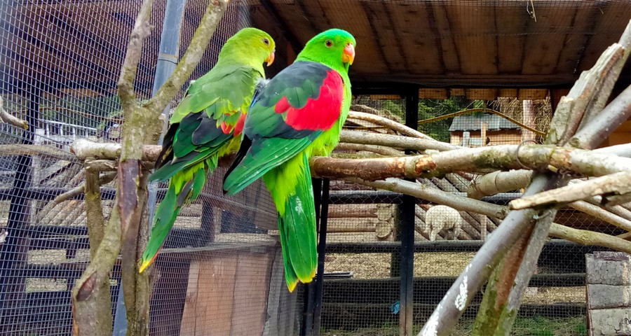 Папуги Барабанда, міні-зоопарку 