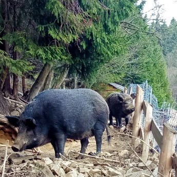 Wild boar, mini-farm in the Carpathians