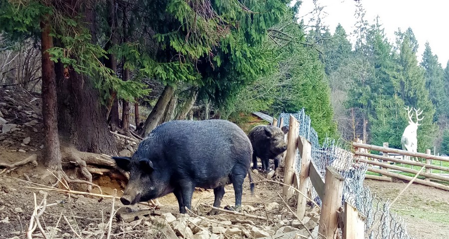 Wild boar, mini-farm in the Carpathians