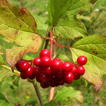 Viburnum autumn berry