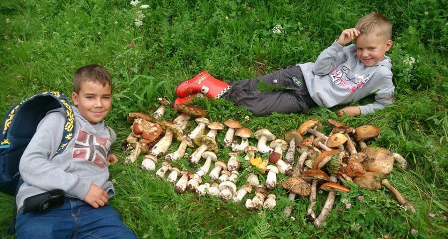 The boys took up a lot of mushrooms in the Carpathians