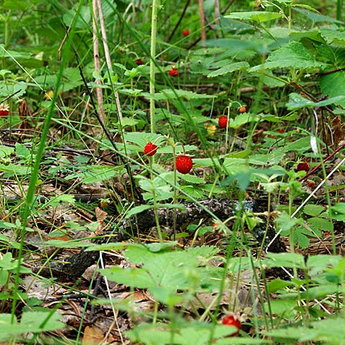 Wild strawberries in the Carpathians