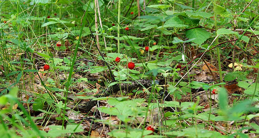 Wild strawberries in the Carpathians