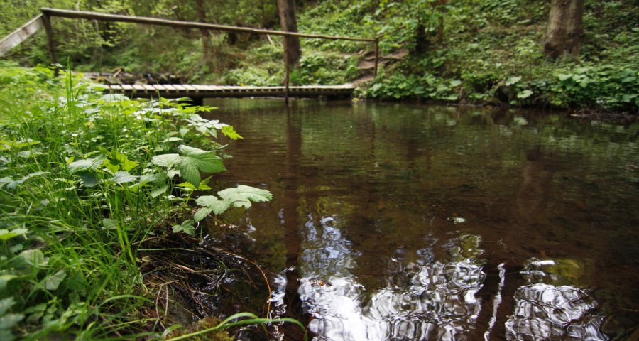 Forest stream, bridge
