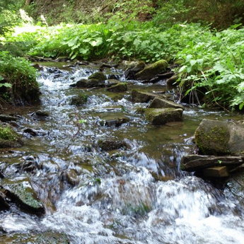 Stream in the forest, Volosyanka-Slavske Carpathians