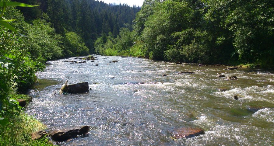 Mountain River in the Carpathians summer